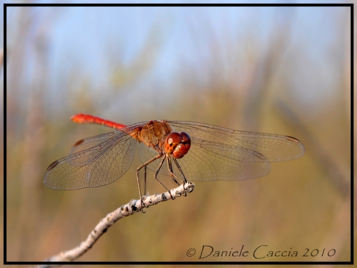 id Sympetrum..?